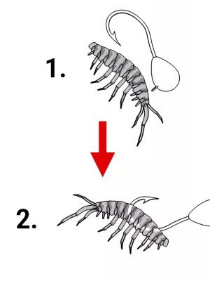 Искусственный мормыш Gammarus Сибирский шаман 21 мм банка 50 шт.(в ассортименте)
