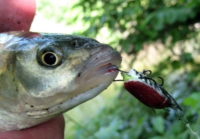 Минивобер Жук "Бронзовка" (ручная работа) 25 мм 1,4 гр.