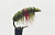 Приманка Gammarus Amphipod Olive & Red артикул 3.0023-14